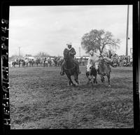 Howard Reed Steer Wrestling