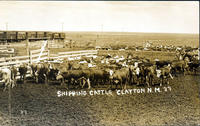 Shipping Cattle, Clayton, New Mexico