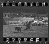 Glan Franklin Calf Roping