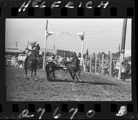 Roy Wallis Steer Wrestling