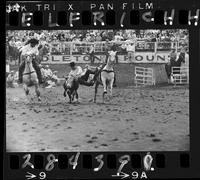 Jim Hailey Steer Wrestling