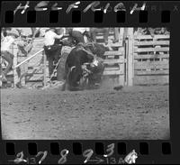 Carl Nafzger hung up on Ponderosa  (U) Bull