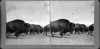 Monster buffaloes estimated to weigh 2,000 pounds.