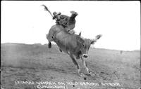 Leonard Womack on wild Brahma steer
