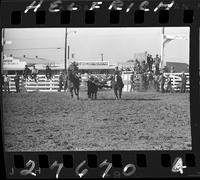 Ross Pettigrew Steer Wrestling