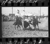 Jack Mullins Steer Wrestling