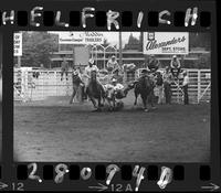 Woody Bell Steer Wrestling