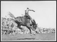 [Cowboy saddle bronc riding]