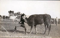 Fox Hastings only lady bulldogger, 101 Ranch