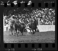 Bob Cook Steer Wrestling