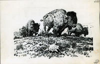 Untitled pen and ink drawing of buffalo on the prairie
