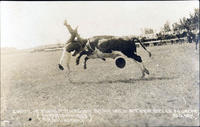 Charlie Ewalt Thrown from Wild Steer, Belle Fourche, South Dakota.