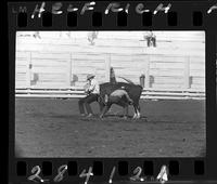 Tex Talliferra Wild Cow Milking