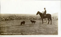 Sheep on the Great Plain