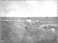 Cowboy herding sheep