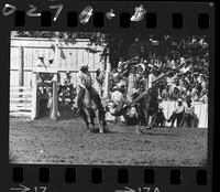 Dave Myers Steer Wrestling