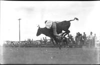 [Unknown cowboy steer riding]