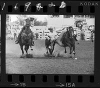 Willard Combs Steer Wrestling