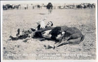 Blackie Russell Bulldogging Sheridan, Wyoming Rodeo