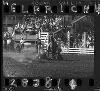 Bill Ward Calf Roping