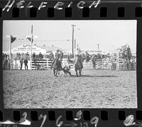 Frank Powell  Steer Wrestling