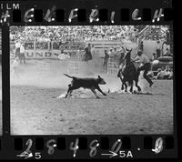 Wayne McMeans Calf roping