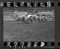 Vince Shammo Steer Wrestling