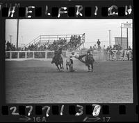 Walter Scott Steer Wrestling