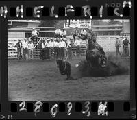 Mark Schricker Calf Roping