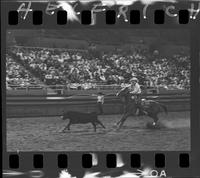 Guy Weeks Calf Roping