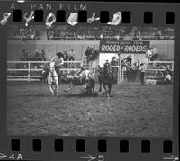 Roy Wallace Steer Wrestling