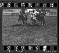 Perry Hatfield Steer Wrestling