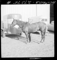 Lee Farris' roping horse