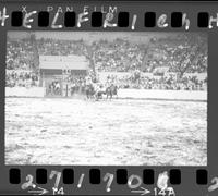 Bill Duvall Steer Wrestle