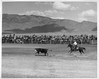 Dick Truitt (?) racing behind bull