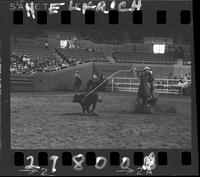 Jerry Koil Calf Roping