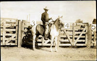 Unidentified cowboy sitting atop horse in front of chutes