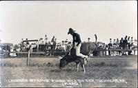 Leonard Stroud riding wild steer, Tucumcari, N.M.