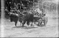 Clyde Jones and his buffallo, Belle Fourche, So. Dak.
