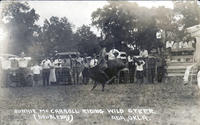 Bonnie McCarroll Riding Wild Steer, Ada, Okla.