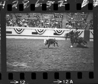 Olin Young Calf Roping