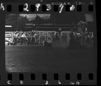 L.W. Dewitt Calf roping