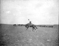 Horse and rider dashing in front of a horse herd