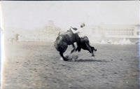 Unidentified cowboy leaving bareback bronc