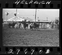 Doyle Faught Steer Wrestling