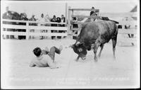 Poncho Villa fighting bull, JE Ranch Rodeo