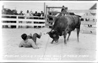 Poncho Villa fighting bull JE Ranch Rodeo