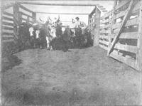 Cattle in a corral