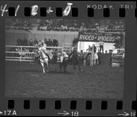 Jim Charles Steer Wrestling