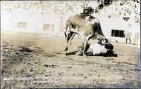 Bert Weems Steer Wrestling, Tex Austins Rodeo, Chicago